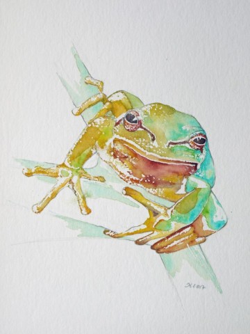 Aquarellbild eines grünen Frosches vor weissem Hintergrund